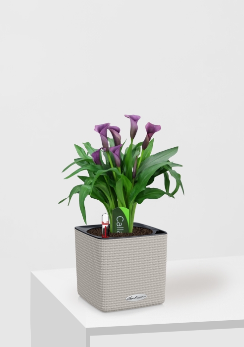 Калла микс фиолетовая 12/35 см в CUBE COLOR 14