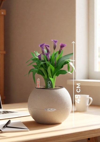 Калла микс фиолетовая 12/35 см в PURO 20 Калла микс фиолетовая 12/35 см в PURO 20