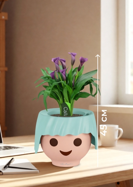 Калла микс фиолетовая 12/35 см в OJO Калла микс фиолетовая 12/35 см в OJO