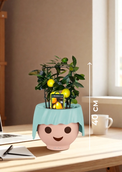 Цитрус Лимон на решетке 12/30 см в OJO Цитрус Лимон на решетке 12/30 см в OJO