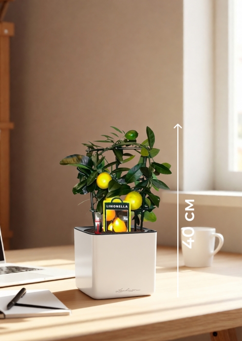 Цитрус Лимон на решетке 12/30 см в CUBE GLOSSY 14