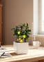 Цитрус Лимон на решетке 12/30 см в CUBE GLOSSY 14