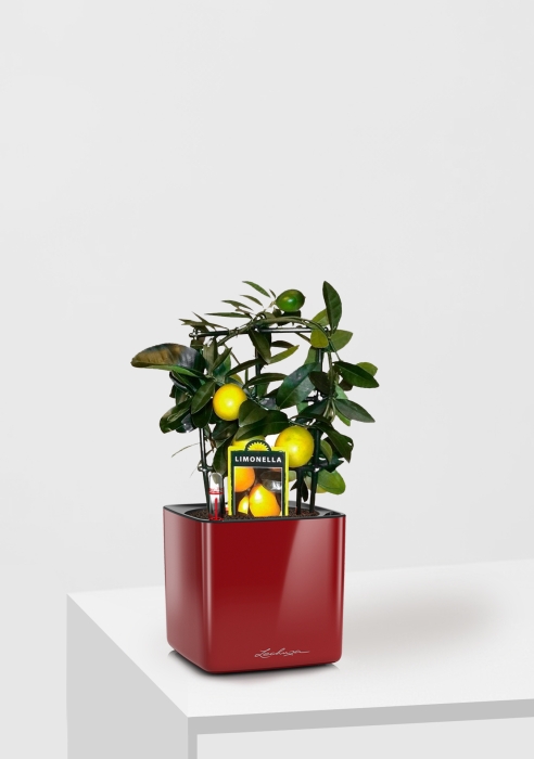 Цитрус Лимон на решетке 12/30 см в CUBE GLOSSY 14