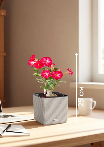 Адениум Пинк Стар 13/25 см в CUBE COLOR 16 Адениум Пинк Стар 13/25 см в CUBE COLOR 16