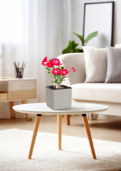 Адениум Пинк Стар 13/25 см в CUBE COLOR 16 Адениум Пинк Стар 13/25 см в CUBE COLOR 16