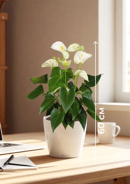 Антуриум Андрианум белый 17/60 см в CLASSICO COLOR 21