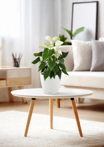 Антуриум Андрианум белый 17/60 см в CLASSICO COLOR 21