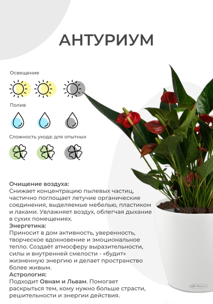 Антуриум Андрианум белый 17/60 см в CLASSICO COLOR 21