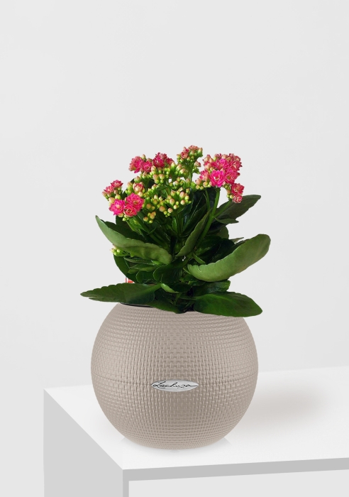 Каланхоэ в PURO 20, песочно-коричневый