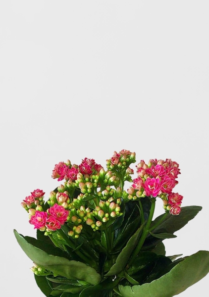 Каланхоэ в PURO 20 Каланхоэ в PURO 20