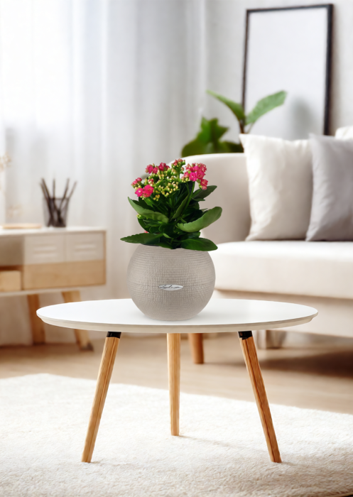 Каланхоэ в PURO 20