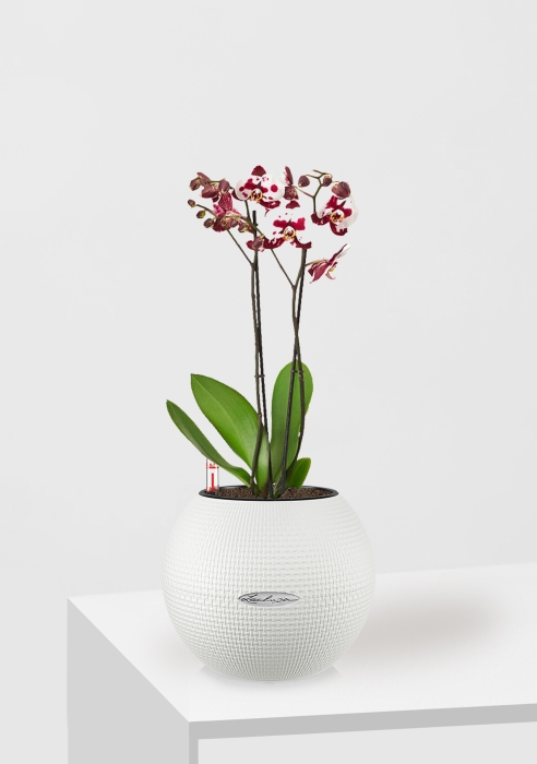 Орхидея пятнистая PURO 20/65 см, белый