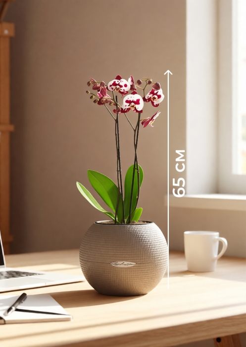 Орхидея пятнистая в PURO 20