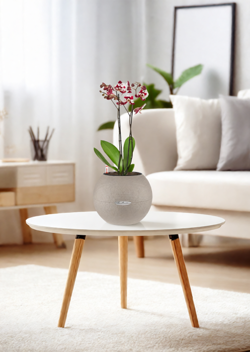 Орхидея пятнистая в PURO 20