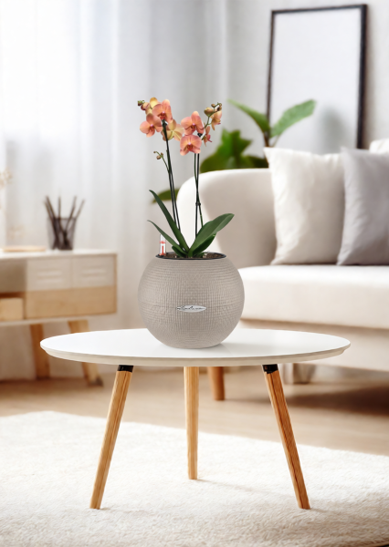 Орхидея Фаленопсис оранжевая 12/60 см в PURO 20 Орхидея Фаленопсис оранжевая 12/60 см в PURO 20