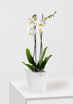 Фаленопсис Кэмбридж в ORCHIDEA 18