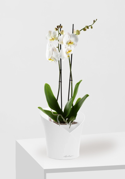 Фаленопсис Кэмбридж в ORCHIDEA 18, белый матовый