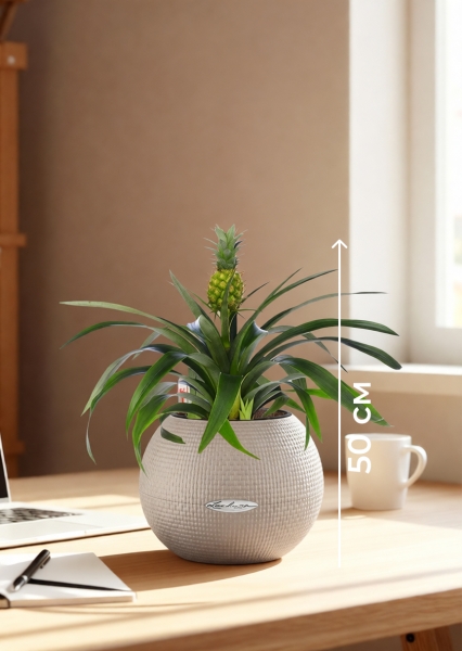 Ананас 12/40 см в PURO 20 Ананас 12/40 см в PURO 20