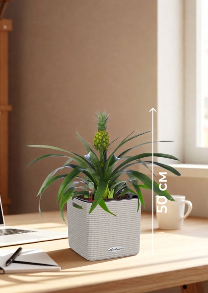 Ананас 12/40 см в CUBE COLOR 14