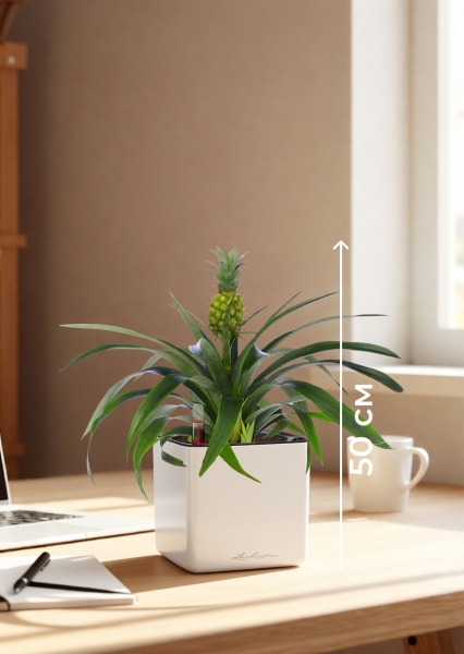 Ананас 12/40 см в CUBE GLOSSY 14 Ананас 12/40 см в CUBE GLOSSY 14