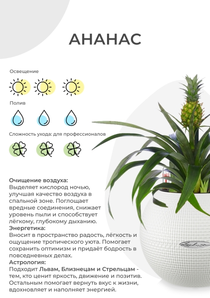 Ананас 12/40 см в CUBE GLOSSY 14 Ананас 12/40 см в CUBE GLOSSY 14