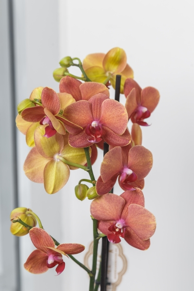 Орхидея Фаленопсис оранжевая 12/60 см в CANTO STONE 14