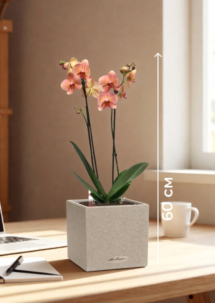 Орхидея Фаленопсис оранжевая 12/60 см в CANTO STONE 14