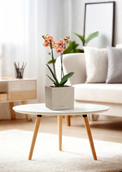 Орхидея Фаленопсис оранжевая 12/60 см в CANTO STONE 14