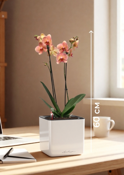 Орхидея Фаленопсис оранжевая 12/60 см в CUBE GLOSSY 14 Орхидея Фаленопсис оранжевая 12/60 см в CUBE GLOSSY 14