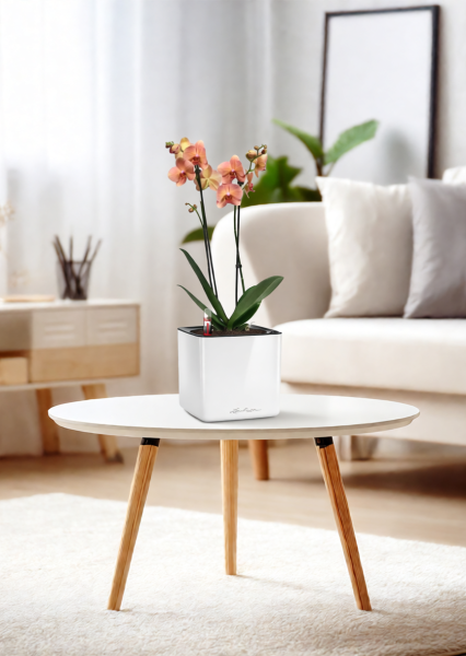 Орхидея Фаленопсис оранжевая 12/60 см в CUBE GLOSSY 14 Орхидея Фаленопсис оранжевая 12/60 см в CUBE GLOSSY 14