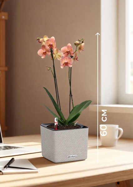 Орхидея Фаленопсис оранжевая 12/60 см в CUBE COLOR 14 Орхидея Фаленопсис оранжевая 12/60 см в CUBE COLOR 14