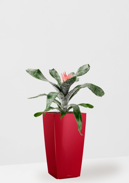 Эхмея 17/50 см в CUBICO 22, ярко-красный блестящий