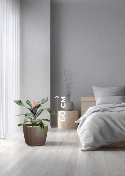 Эхмея 17/50 см в QUADRO LS 21 Эхмея 17/50 см в QUADRO LS 21