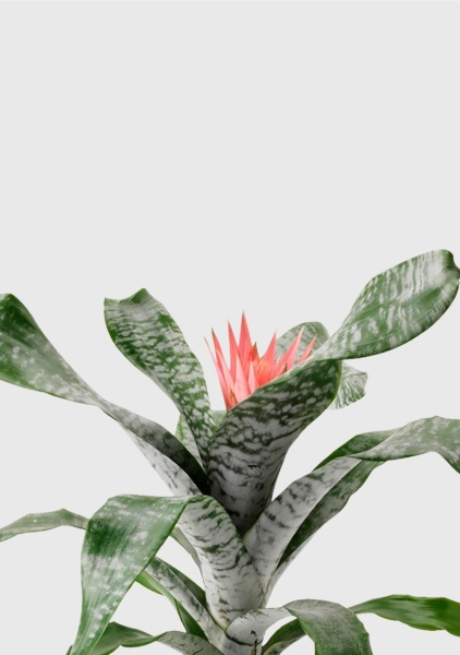 Эхмея 17/50 см в CLASSICO LS 21 Эхмея 17/50 см в CLASSICO LS 21