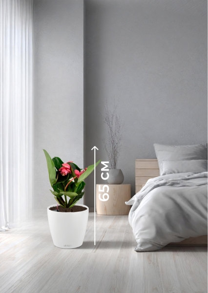 Мединилла 17/55 см в CLASSICO LS 21