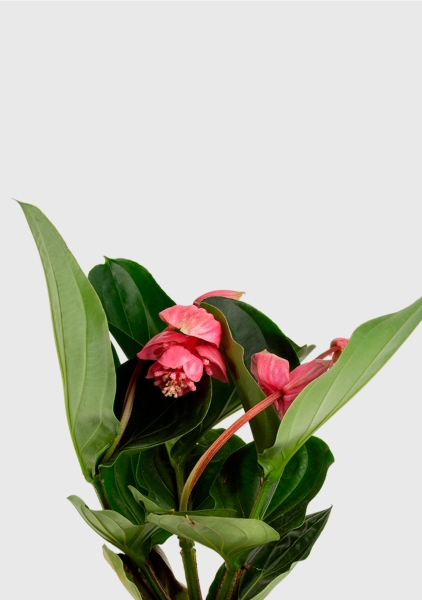 Мединилла 17/55 см в CLASSICO Color 21