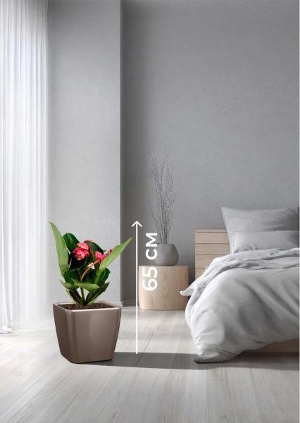 Мединилла 17/55 см в QUADRO LS 21