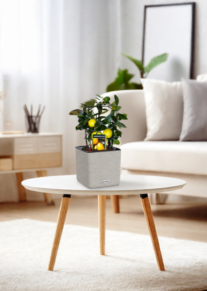 Цитрус Лимон на решетке 12/30 см в CUBE Color 14