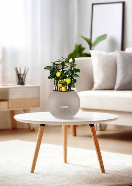 Цитрус Лимон на решетке 12/30 см в PURO 20 Цитрус Лимон на решетке 12/30 см в PURO 20