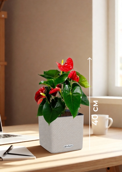 Антуриум Андрианум красный 12/40 см в CUBE COLOR 14