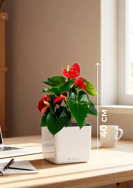 Антуриум Андрианум красный 12/40 см в CUBE GLOSSY 14