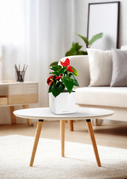 Антуриум Андрианум красный 12/40 см в CUBE GLOSSY 14