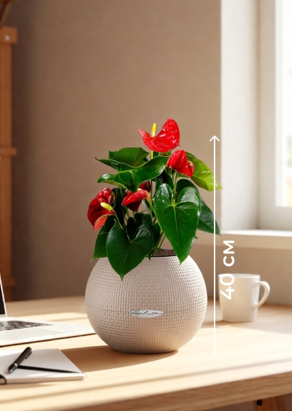 Антуриум Андрианум красный 12/40 см в PURO 20