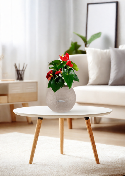 Антуриум Андрианум красный 12/40 см в PURO 20