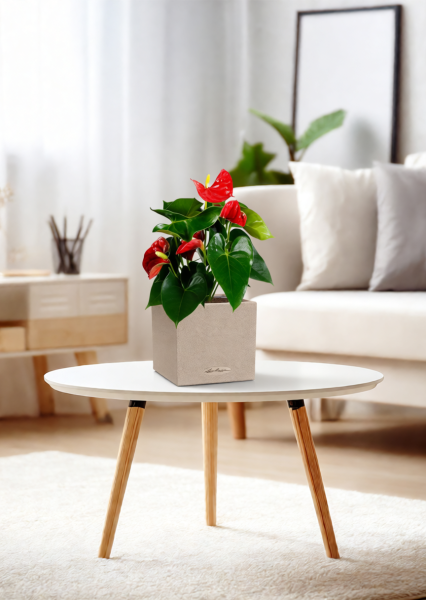 Антуриум Андрианум красный 12/40 см в CANTO STONE 14