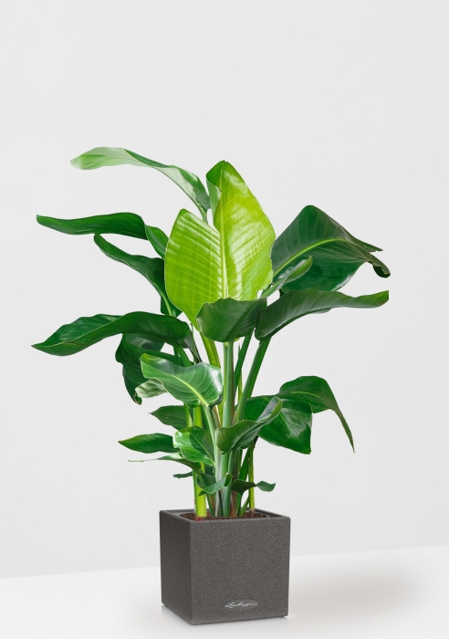 Стрелиция Николай 27/140 см в CANTO STONE LOW 40, графитовый черный