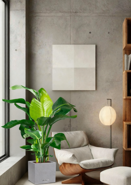 Стрелиция Николай 27/140 см в CANTO STONE LOW 40 Стрелиция Николай 27/140 см в CANTO STONE LOW 40