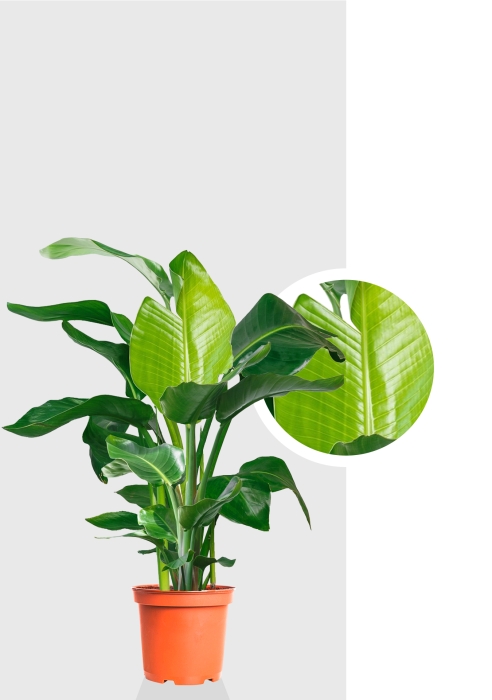 Стрелиция Николай 27/140 см