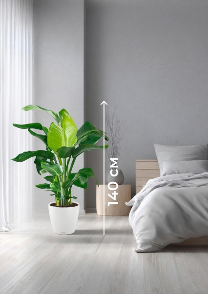 Стрелиция Николай 27/140 см в CLASSICO COLOR 35 Стрелиция Николай 27/140 см в CLASSICO COLOR 35