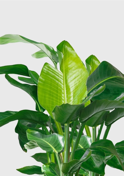 Стрелиция Николай 27/140 см в CLASSICO LS 35